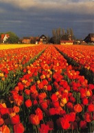 Tulpenveld - Lisse - Lisse