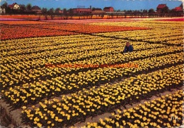 Bloemenbollenvelden - Lisse - Lisse