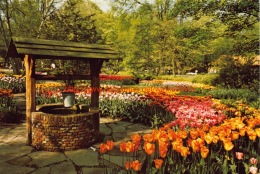 Keukenhof - Lisse - Lisse