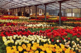 1967 Keukenhof - Lisse - Lisse