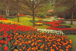 Keukenhof - Lisse - Lisse