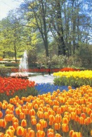 Keukenhof - Lisse - Lisse