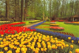 Keukenhof - Lisse - Lisse