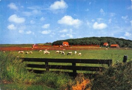 Texelse Schapen In De Wei - Texel - Texel