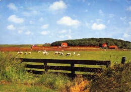 Texelse Schapen In De Wei - Texel - Texel