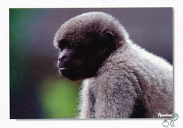 Zoo - Apenheul Apeldoorn, Netherlands, Woolly Monkey - Apeldoorn