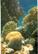Thème - Plante - Brain Coral -  Corail - Eilat - Hongos