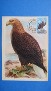 Carte-Maximum  1966  N°   353    Pygargue Queue Blanche - Maximumkaarten