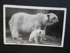 AK BERLIN ZOO Tiergarten Bär Eisbär Bear 1941 /// D*24844 - Dierentuin