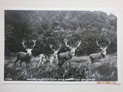 Postcard Monarchs Of The Glen [ Deer ] Nr Berriedale Caithness Scotland RP My Ref B11328 - Caithness