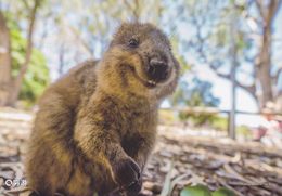 Australia - A Smiling Quokka At Rottnest Island, China's Postcard - Fremantle