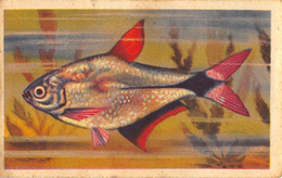 Lot 9 Chromos Aiglon - Poissons - Aiglon