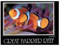 (995) Australia  - (with Stamp At Back Of Card) - QLD - Great Barrier Reef Clown Fish - Great Barrier Reef