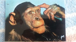 CPM SINGES ET SINGERIES CHIMPANZE PENSEUR YVON - Singes