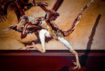 (NZ10-001 )   Archaeopteryx   Fossils  , Postal Stationery-Postsache F - Fossilien