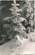 Altenberg - Verschneiter Bergwald - Foto-Ansichtskarte - Altenberg