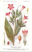 -themes Div- Ref R647- Illustrateurs - Illustrateur Fleurs - Plantes Medicinales -les Plantes Utiles-nicotiane Tabac - Medicinal Plants