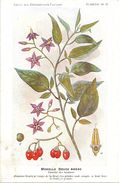 -themes Div- Ref R640- Illustrateurs - Illustrateur Fleurs Frantz - Plantes Medicinales - Morelle Douce Amere   - - Heilpflanzen