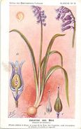 -themes Div- Ref R627- Illustrateurs - Illustrateur Fleurs Frantz - Plantes Medicinales - Jacinthe Des Bois - - Piante Medicinali