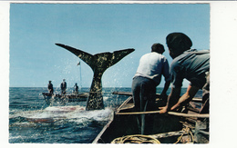 Madeira - Pesca Da Baleia - Peche A La Baleine - Pesca De La Ballena - Sperm Whaling - Madeira