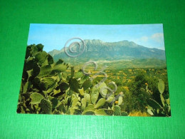 Delcampe - Cartolina Invitto Alla Sardegna - Monti D'Oliena 1970 Ca - Nuoro