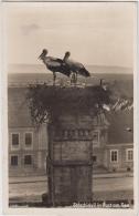 AK - Burgenland - Rust - Storchydill - 1940 - Neusiedlerseeorte