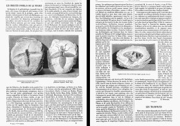 LES INSECTES FOSSILES DE LA FRANCE   1874 - Fossiles