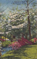 Florida Silver Springs Dogwood Tree In Bloom Curteich - Silver Springs