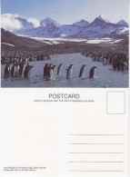 South Georgia King Penguins At St. Andrew's Bay Postcard Unused (33344) - Falkland Islands