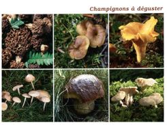 (M+S 112) France - Mushrooms - Champignon - Hongos