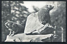 Marmottes. Murmeltier Posté De LEYSIN Timbre Et  Belle Flamme - Ed. DERIAZ Baulmes 107753. SUISSE - Baulmes