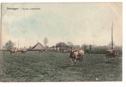 BELGIQUE - BEERINGEN Ferme Campinoise, Pionnière - Beringen