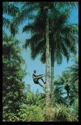 GUINÉ  BISSAU - COSTUMES -  Homem Que Extrai O Chabéu ( Ed. Foto Serra Nº 146) Carte Postale - Guinea Bissau