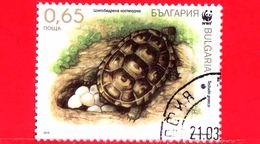 BULGARIA - Usato - 2016 - Protezione Della Natura  - Tartaruga - Testudo Graeca - 0.65 - Oblitérés