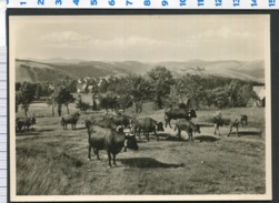 Luftkurort St. Andreasberg / Oberharz Ausziehende Herde - St. Andreasberg