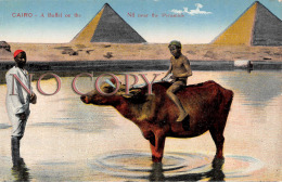 Egypte Egypt - Le Caire Cairo - A Buffel On The Nil Near The Pyramids - Cairo