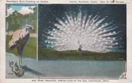 Ohio Cincinnati White Peacock & Secretary Bird Feeding On Snake Cincinnati Zoo 1929 - Cincinnati