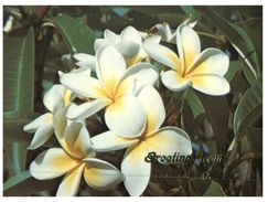 (432) Australia - QLD - Bowen And Frangipani Flowers - Far North Queensland