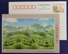 Yingshan Cloud-fog Green Tea Garden,China 2006 Huanggang Post Advertising Pre-stamped Card - Sonstige & Ohne Zuordnung