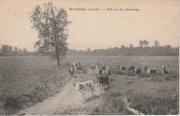 45 - DORDIVES - Retour Du Pâturage - Dordives