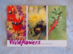 WILDFLOWERS AUSTRALIA - Outback