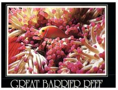 (765) Australia - (with Living Together  Stamp At Back)  QLD - Great Barrier Reef Fish - Great Barrier Reef