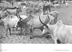 Document Afrique Noire  SENEGAL (A.O.F)  Un Marché Aux Bestiaux - Planche Format  31 X 24 Cms *PRIX FIXE - Afrika