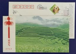 Hill Mist Tea Garden,China 2006 Sanming Landscape Advertising Pre-stamped Card - Sonstige & Ohne Zuordnung