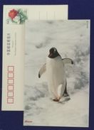 Antarctic Penguin,China 1999 Xiahua TV Set Product For Zhongshan Station Advertising Postal Stationery Card - Spedizioni Antartiche