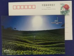 Yuyao Waterfall Tea,Theaceae Camellia,China 2000 Yuyao Mountain & Wate Landscape Advertising Pre-stamped Card - Sonstige & Ohne Zuordnung