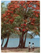 (M+S 105) Antgua - Flamboyant Tree - Antigua & Barbuda