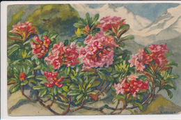 A. HALLER, FLOWERS, ALPINE ROSE,  RHODODENDRON, VF Cond. PC, Unused - Haller, A.