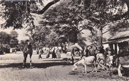 A.O.F. - Scène De Vie Dans Un Village Africain (rue Animée Avec Chameaux & ânes, Population Noire) Circ 1958 - Guinée