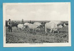 CPA EN POITOU - Laboureurs Poitevins - Boeufs Charrue - Poitou-Charentes